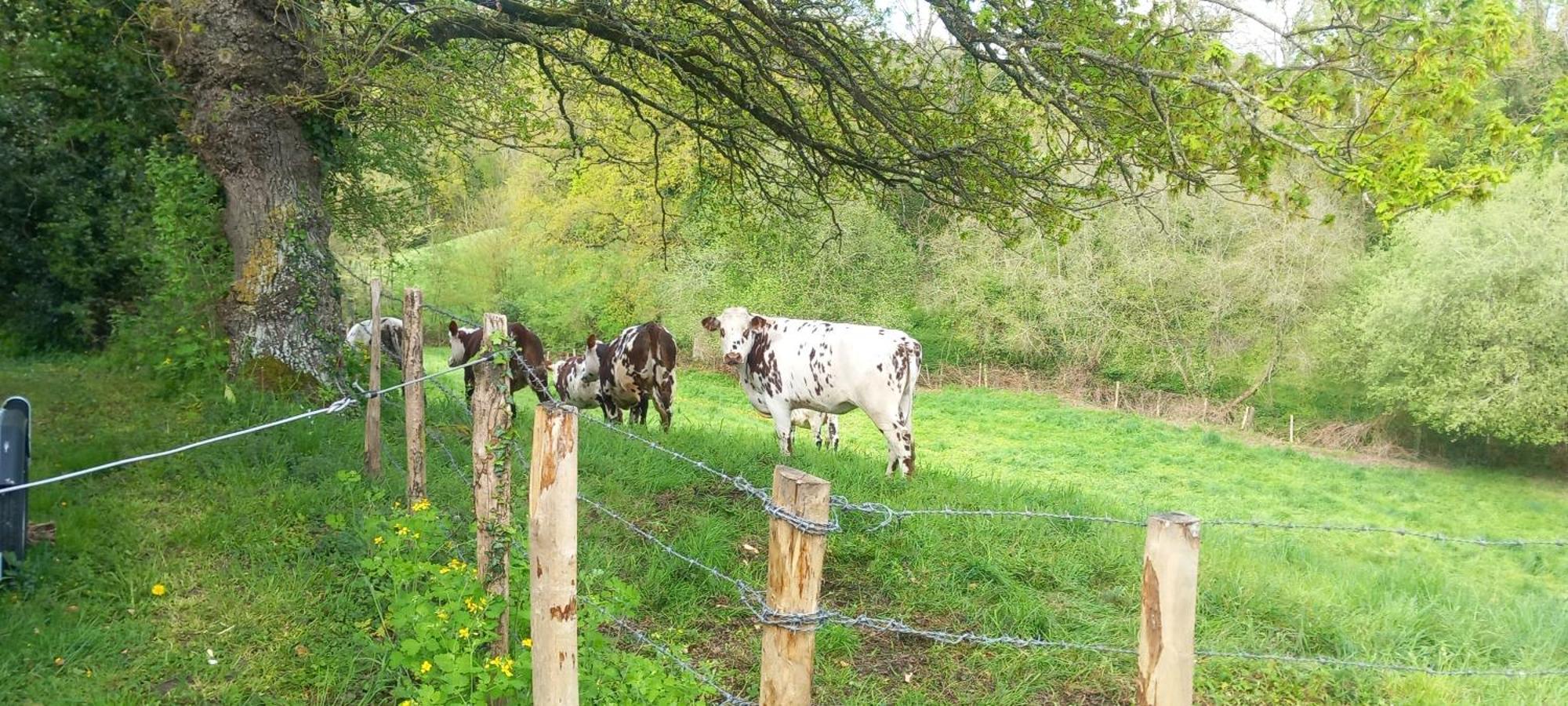 Gite De Fourneaux Pont-d'Ouilly Esterno foto
